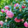 Edelrose Eden Rose C5