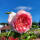 Edelrose Eden Rose C5