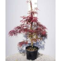 Roter Schlitzahorn Inaba-shidare 80-100cm im C9
