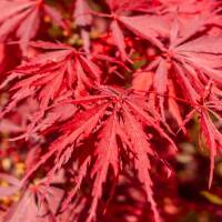 Roter Schlitzahorn Inaba-shidare 80-100cm im C9