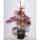 Roter Schlitzahorn Inaba-shidare 80-100cm im C9