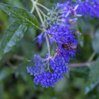 Bartblume Grand Blue (Inoveris) P1,5