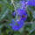 Bartblume Grand Blue (Inoveris) P1,5