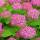 Schneeball-Hortensie Pink Annabelle® im C3