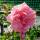 Kletterrose Coral Dawn im C5