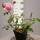 Kletterrose Coral Dawn im C5