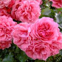 Kletterrose Rosarium Uetersen im C5