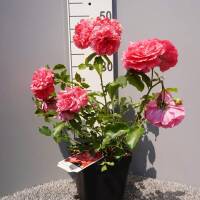 Kletterrose Rosarium Uetersen im C5