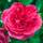 Kletterrose Rosarium Uetersen im C5
