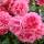 Kletterrose Rosarium Uetersen im C5