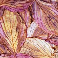 Pagoden-Hartriegel  Variegata 60-80cm C10