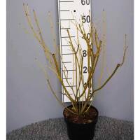 Gelbrindiger Hartriegel Flavirarmea im C3