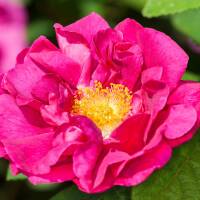 Apotheker-Rose C5