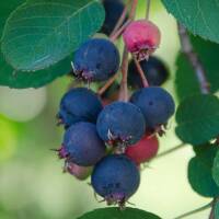 Erlenblättrige Felsenbirne Greatberry Fruity...