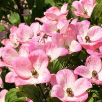 Blumen-Hartriegel Rubra 80-100cm im C9