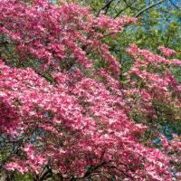 Blumen-Hartriegel Rubra 80-100cm im C9