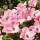Blumen-Hartriegel Rubra 80-100cm im C9
