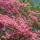 Blumen-Hartriegel Rubra 80-100cm im C9