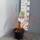 Blutroter Hartriegel ‘Midwinter Fire’ im C3