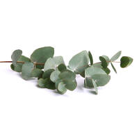 Eukalyptus Azura 50-70cm ( bis -20 °C winterhart ) im C5