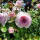 Edelrose ‘Olivia Rose Austin’