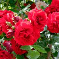 Kletterrose Santana 125-150cm