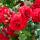Kletterrose Santana 125-150cm