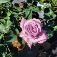 Kletterrose Indigoletta