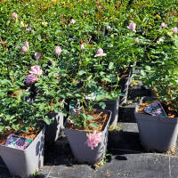 Kletterrose Indigoletta