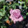 Kletterrose Indigoletta
