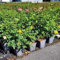 Englische Rose  Gram Ausgreen
