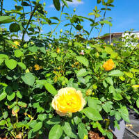 Englische Rose  Gram Ausgreen