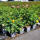 Englische Rose  Gram Ausgreen