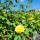Englische Rose  Gram Ausgreen
