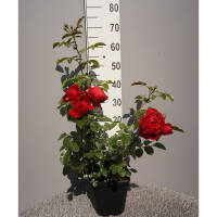 Kletterrose Florentina® C5