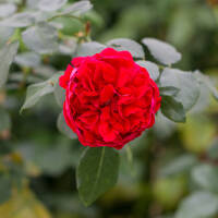 Kletterrose Florentina® C5