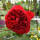 Kletterrose Florentina® C5