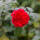 Kletterrose Florentina® C5