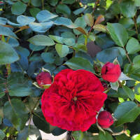 Englische Rose  Breath Ausgreen