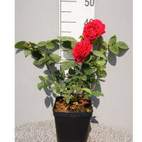 Englische Rose  Breath Ausgreen