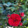 Englische Rose  Breath Ausgreen