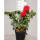 Englische Rose  Breath Ausgreen