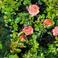 Rose „Coral Lions Rose“ im C5