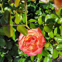 Rose „Coral Lions Rose“ im C5