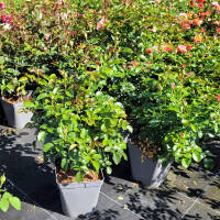 Rose „Coral Lions Rose“ im C5