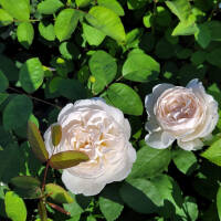 Englische Rose  Ausgreen’s Winner