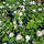 Englische Rose  Ausgreen’s Winner