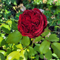 Edelrose Admiral