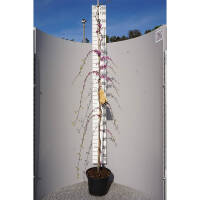 Hänge-Judasbaum Ruby Falls 175-200cm...