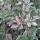 Glanzmispel Pink Marble 80-100 C9